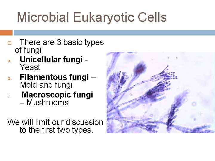 Microbial Eukaryotic Cells a. b. c. There are 3 basic types of fungi Unicellular