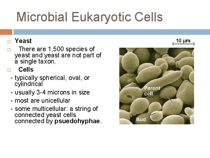Microbial Eukaryotic Cells Yeast There are 1, 500 species of yeast and yeast are