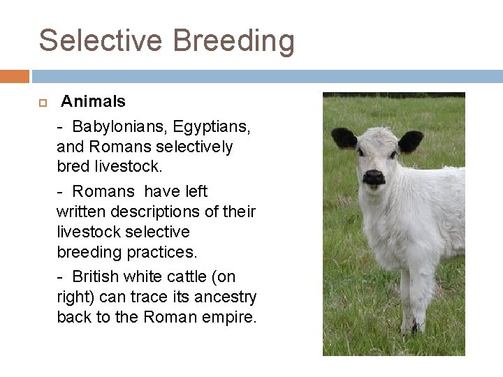 Selective Breeding Animals - Babylonians, Egyptians, and Romans selectively bred livestock. - Romans have