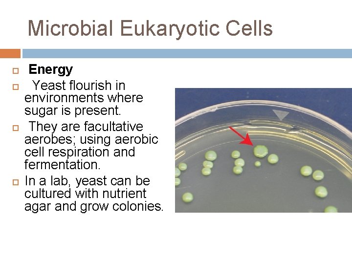 Microbial Eukaryotic Cells Energy Yeast flourish in environments where sugar is present. They are