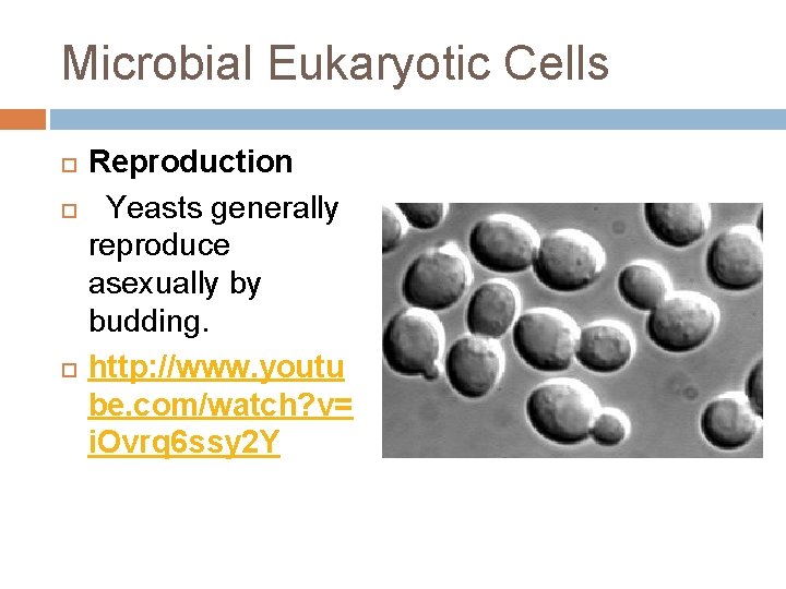 Microbial Eukaryotic Cells Reproduction Yeasts generally reproduce asexually by budding. http: //www. youtu be.