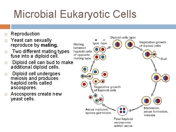 Microbial Eukaryotic Cells Reproduction Yeast can sexually reproduce by mating. Two different mating types