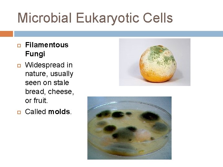 Microbial Eukaryotic Cells Filamentous Fungi Widespread in nature, usually seen on stale bread, cheese,