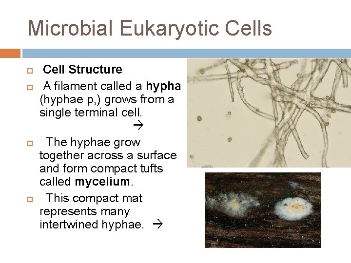 Microbial Eukaryotic Cells Cell Structure A filament called a hypha (hyphae p, ) grows