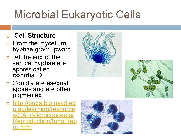 Microbial Eukaryotic Cells Cell Structure From the mycelium, hyphae grow upward. At the end