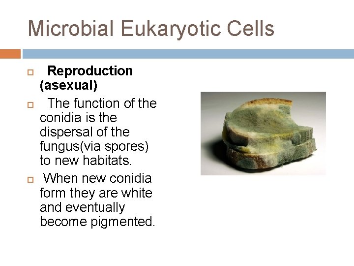 Microbial Eukaryotic Cells Reproduction (asexual) The function of the conidia is the dispersal of