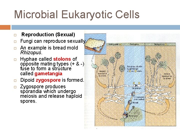 Microbial Eukaryotic Cells Reproduction (Sexual) Fungi can reproduce sexually. An example is bread mold
