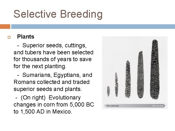 Selective Breeding Plants - Superior seeds, cuttings, and tubers have been selected for thousands