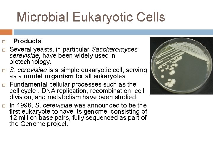 Microbial Eukaryotic Cells Products Several yeasts, in particular Saccharomyces cerevisiae, have been widely used