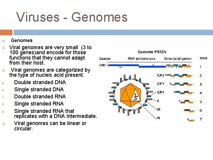 Viruses - Genomes a. b. c. d. e. Genomes Viral genomes are very small