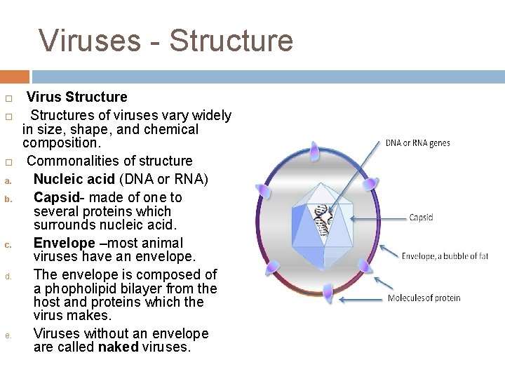 Viruses - Structure a. b. c. d. e. Virus Structures of viruses vary widely