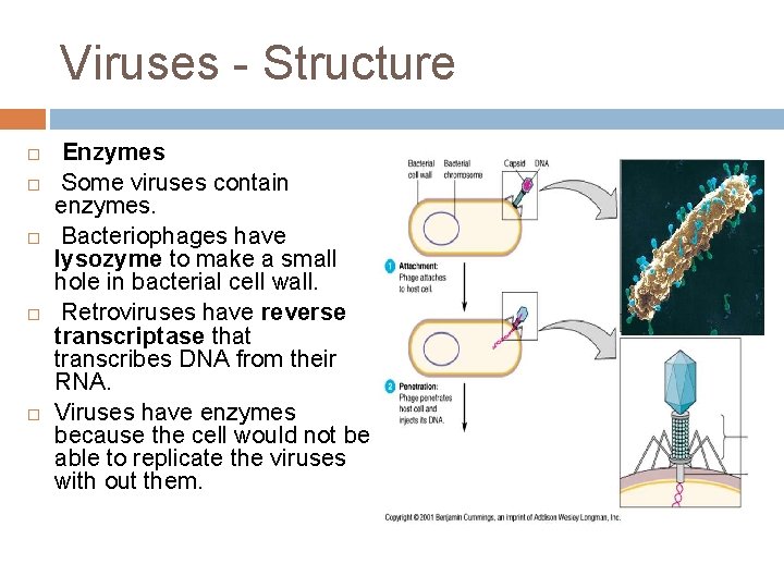 Viruses - Structure Enzymes Some viruses contain enzymes. Bacteriophages have lysozyme to make a