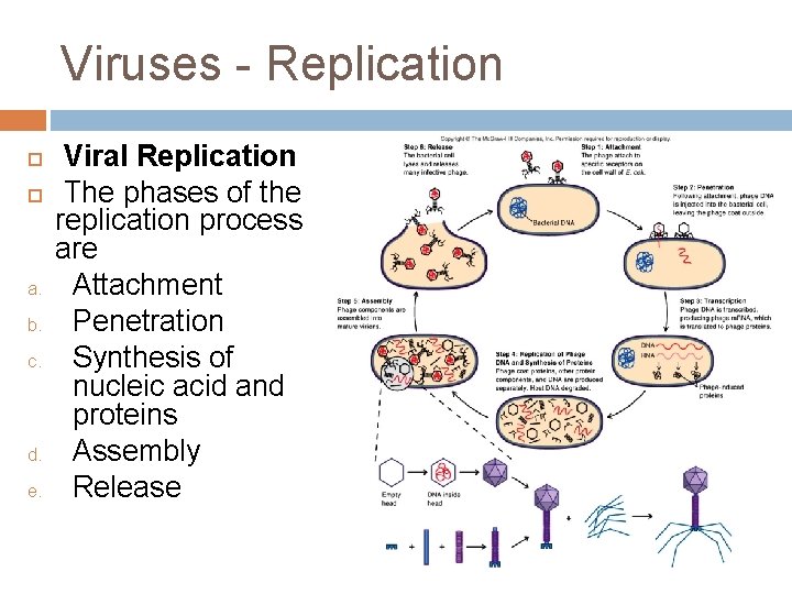 Viruses - Replication a. b. c. d. e. Viral Replication The phases of the