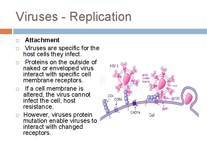 Viruses - Replication Attachment Viruses are specific for the host cells they infect. Proteins