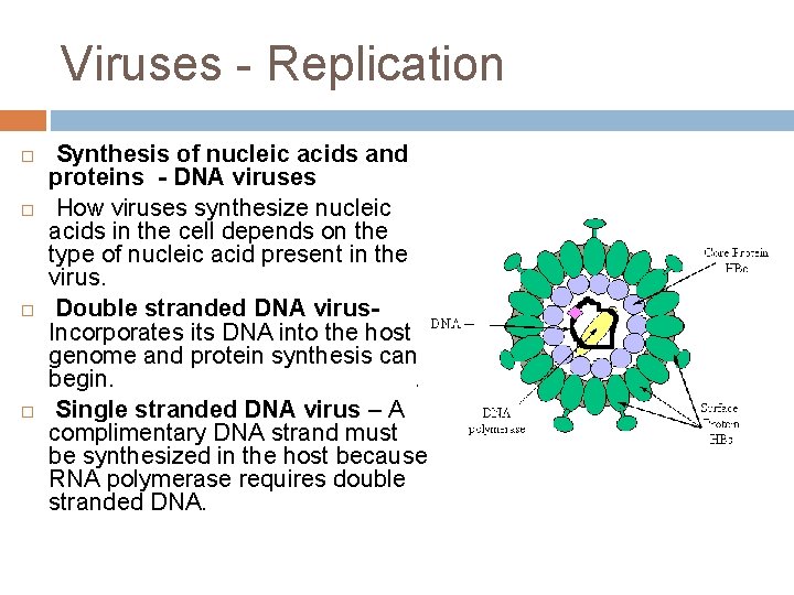 Viruses - Replication Synthesis of nucleic acids and proteins - DNA viruses How viruses