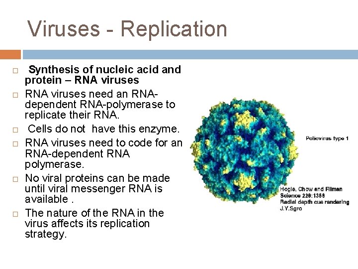 Viruses - Replication Synthesis of nucleic acid and protein – RNA viruses need an