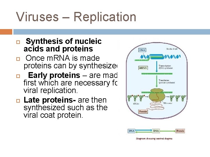 Viruses – Replication Synthesis of nucleic acids and proteins Once m. RNA is made