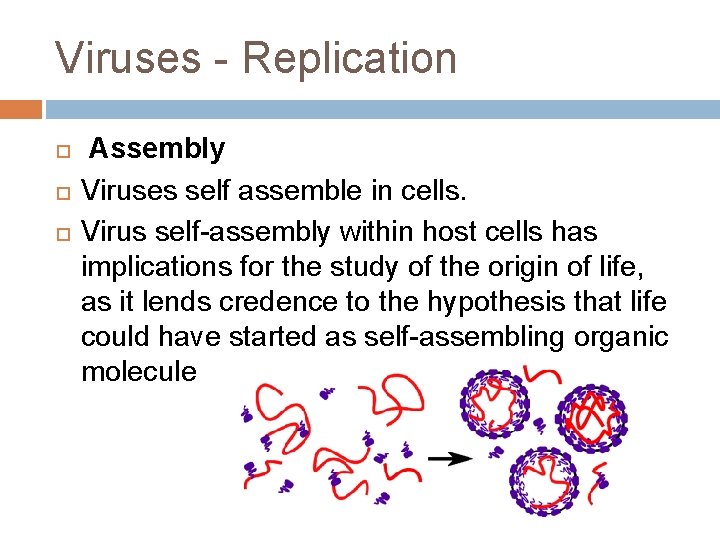 Viruses - Replication Assembly Viruses self assemble in cells. Virus self-assembly within host cells