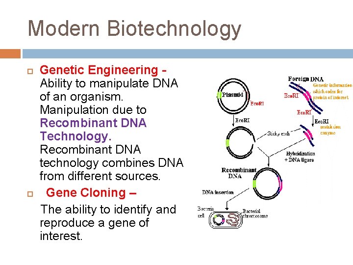 Modern Biotechnology Genetic Engineering Ability to manipulate DNA of an organism. Manipulation due to