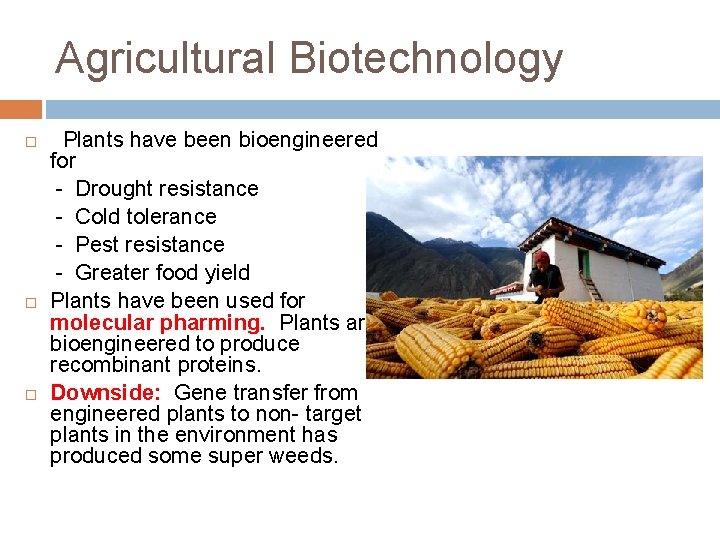 Agricultural Biotechnology Plants have been bioengineered for - Drought resistance - Cold tolerance -