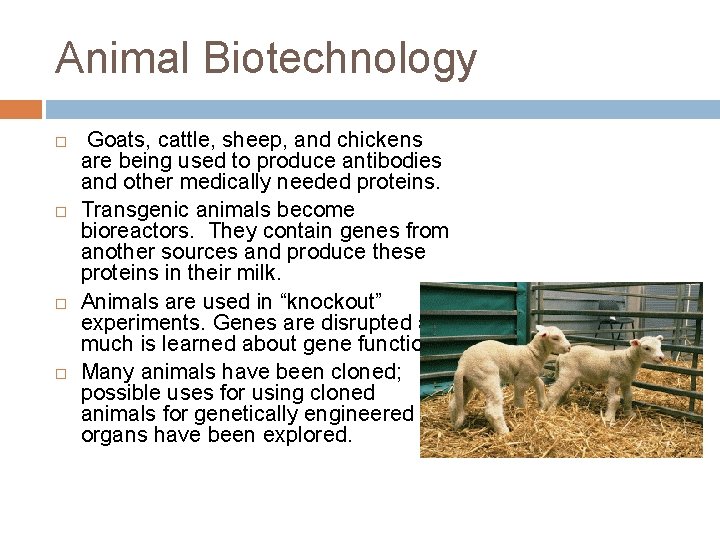 Animal Biotechnology Goats, cattle, sheep, and chickens are being used to produce antibodies and