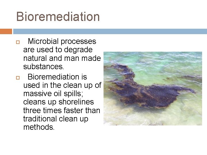 Bioremediation Microbial processes are used to degrade natural and man made substances. Bioremediation is