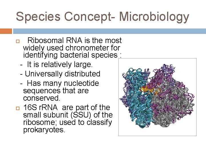 Species Concept- Microbiology Ribosomal RNA is the most widely used chronometer for identifying bacterial
