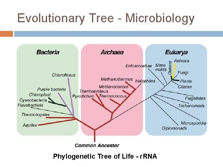 Evolutionary Tree - Microbiology Phylogenetic Tree of Life - r. RNA 