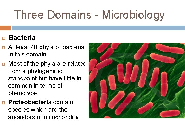 Three Domains - Microbiology Bacteria At least 40 phyla of bacteria in this domain.