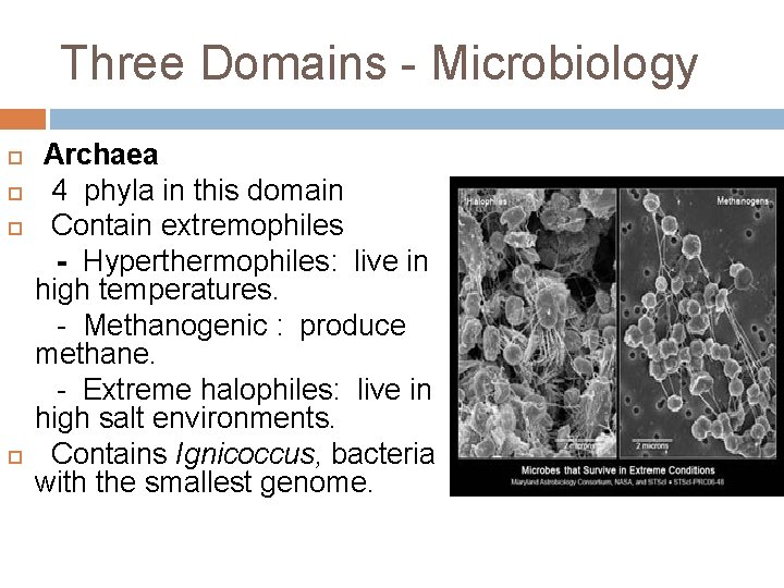 Three Domains - Microbiology Archaea 4 phyla in this domain Contain extremophiles - Hyperthermophiles: