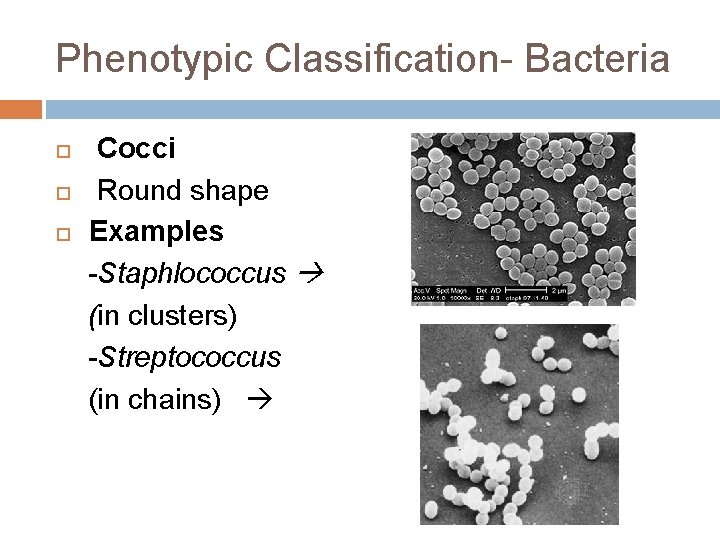 Phenotypic Classification- Bacteria Cocci Round shape Examples -Staphlococcus (in clusters) -Streptococcus (in chains) 