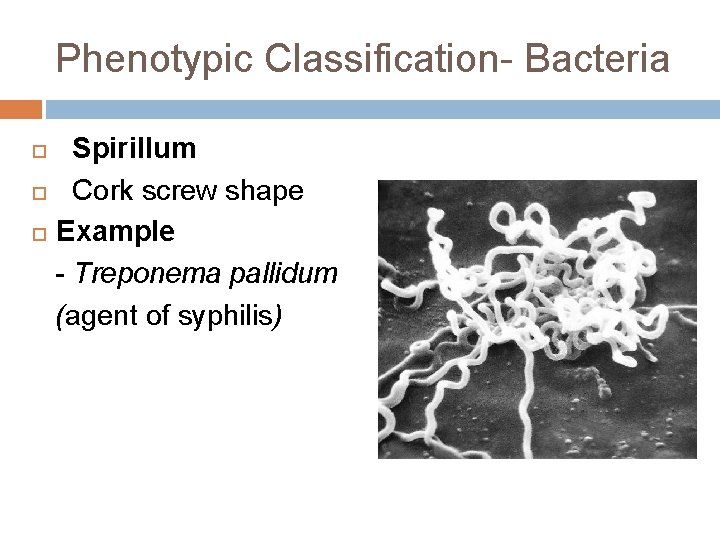 Phenotypic Classification- Bacteria Spirillum Cork screw shape Example - Treponema pallidum (agent of syphilis)