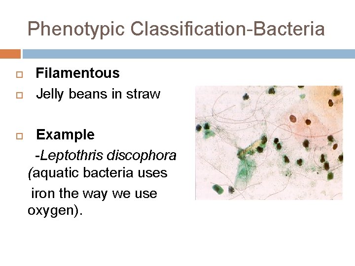 Phenotypic Classification-Bacteria Filamentous Jelly beans in straw Example -Leptothris discophora (aquatic bacteria uses iron