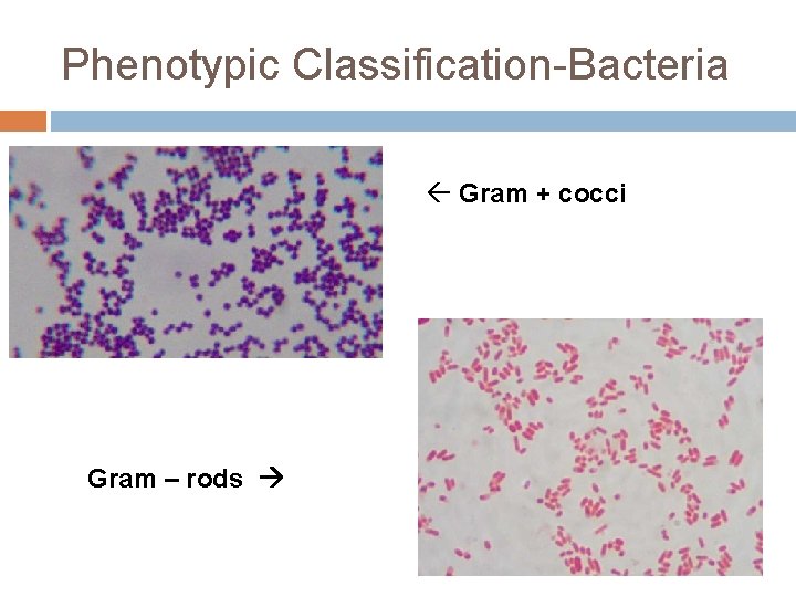 Phenotypic Classification-Bacteria Gram + cocci Gram – rods 