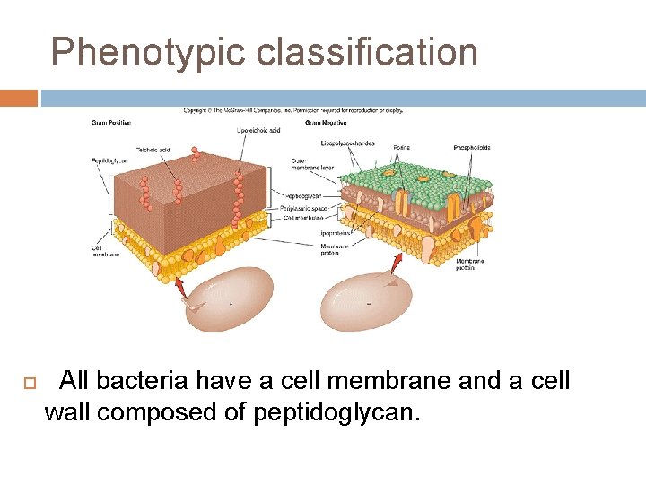 Phenotypic classification All bacteria have a cell membrane and a cell wall composed of