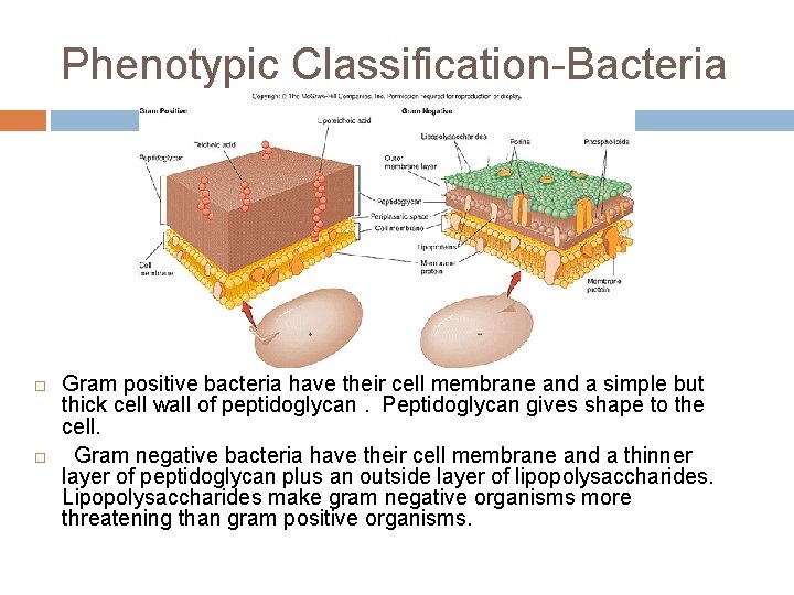 Phenotypic Classification-Bacteria Gram positive bacteria have their cell membrane and a simple but thick