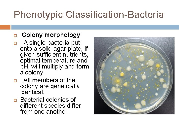 Phenotypic Classification-Bacteria Colony morphology A single bacteria put onto a solid agar plate, if