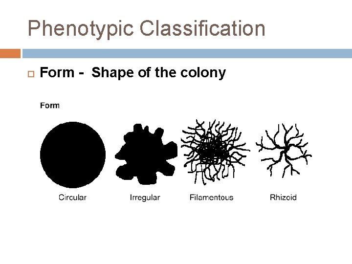 Phenotypic Classification Form - Shape of the colony 