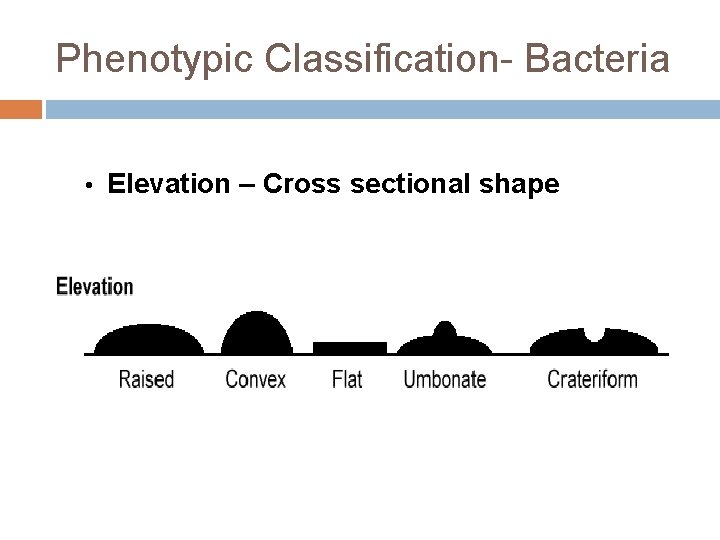 Phenotypic Classification- Bacteria • Elevation – Cross sectional shape 