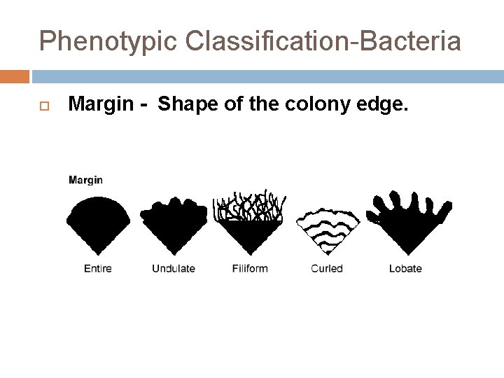 Phenotypic Classification-Bacteria Margin - Shape of the colony edge. 