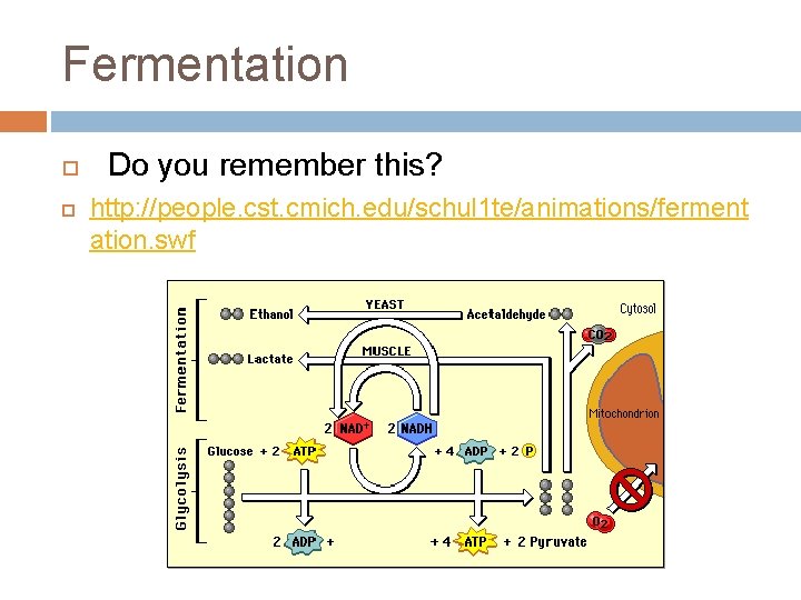 Fermentation Do you remember this? http: //people. cst. cmich. edu/schul 1 te/animations/ferment ation. swf