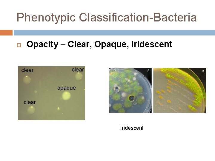 Phenotypic Classification-Bacteria Opacity – Clear, Opaque, Iridescent 