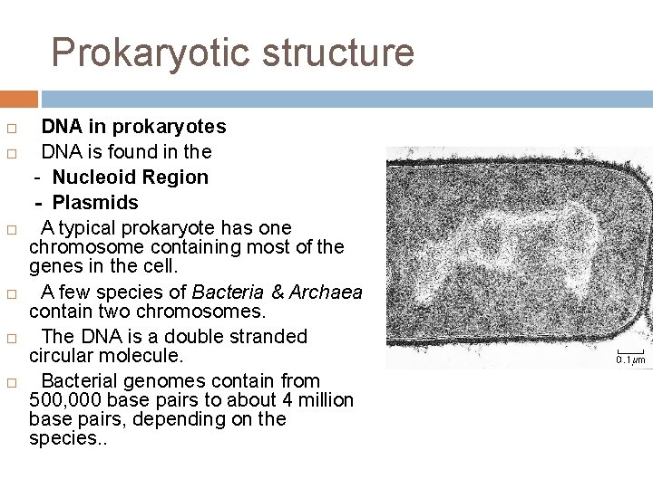 Prokaryotic structure DNA in prokaryotes DNA is found in the - Nucleoid Region -