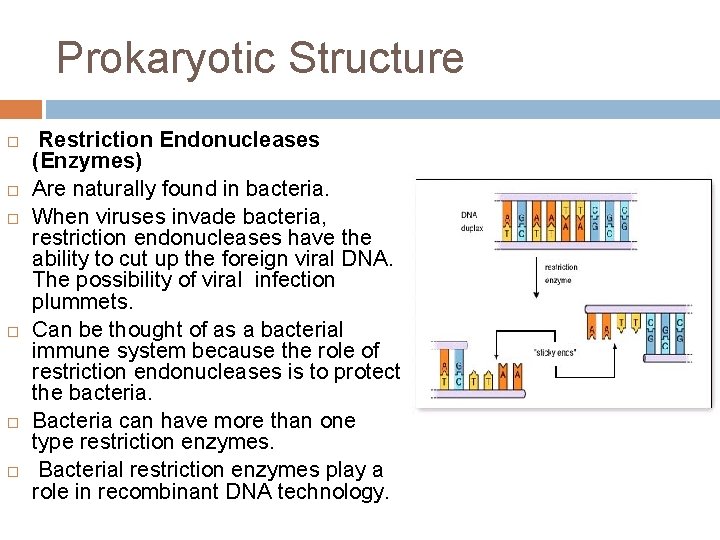 Prokaryotic Structure Restriction Endonucleases (Enzymes) Are naturally found in bacteria. When viruses invade bacteria,
