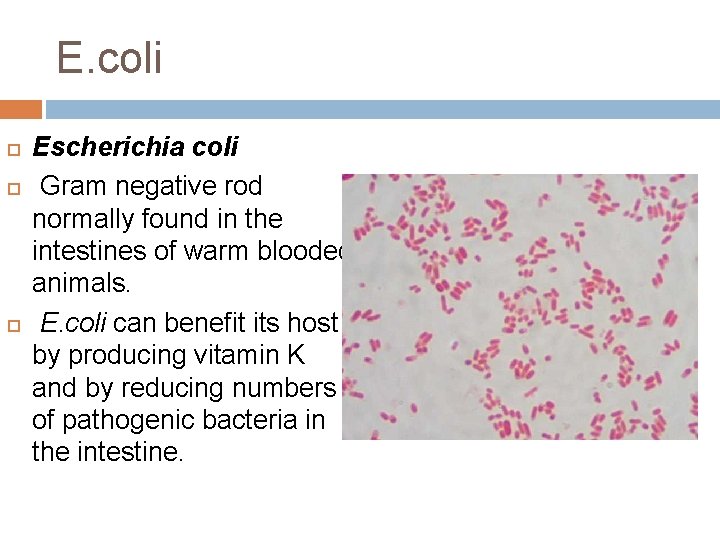 E. coli Escherichia coli Gram negative rod normally found in the intestines of warm