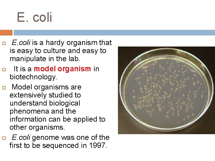 E. coli E. coli is a hardy organism that is easy to culture and