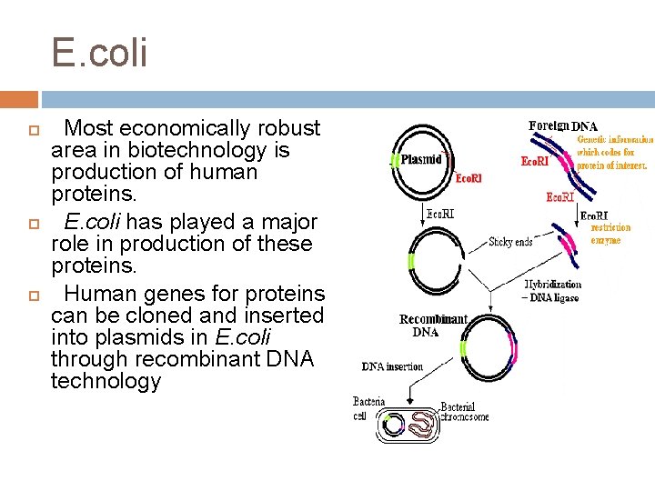E. coli Most economically robust area in biotechnology is production of human proteins. E.