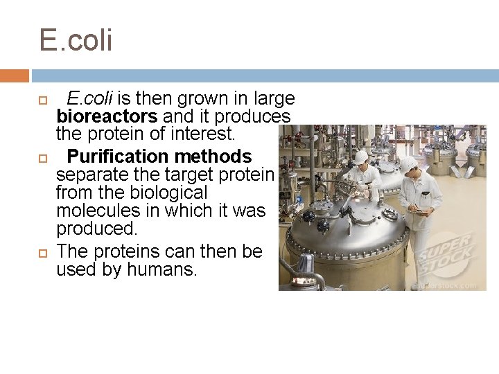 E. coli E. coli is then grown in large bioreactors and it produces the