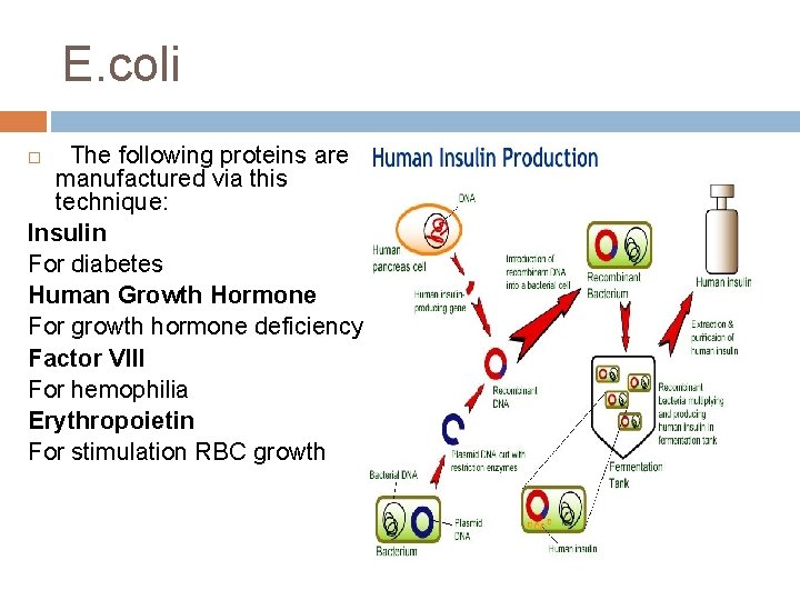 E. coli The following proteins are manufactured via this technique: Insulin For diabetes Human