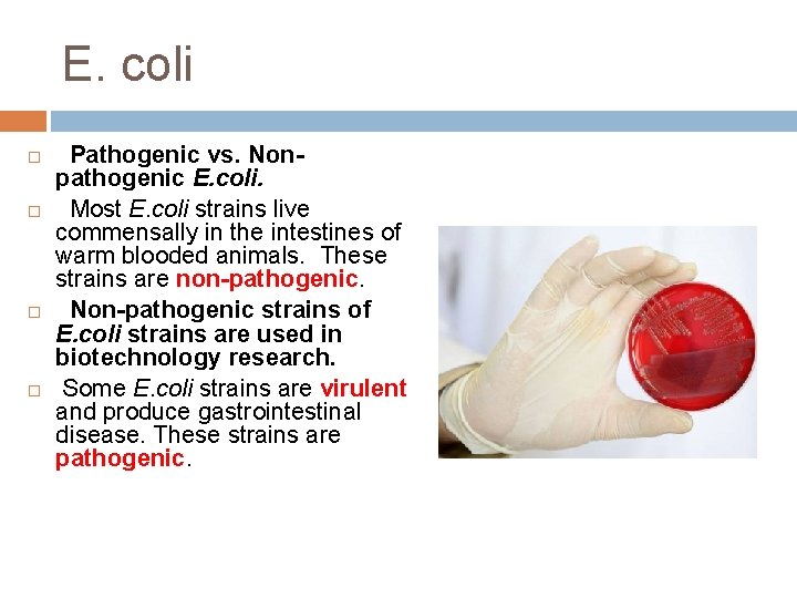 E. coli Pathogenic vs. Nonpathogenic E. coli. Most E. coli strains live commensally in